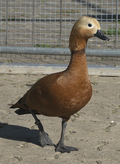 际新锐