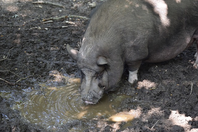 球队的战术 球队的战术